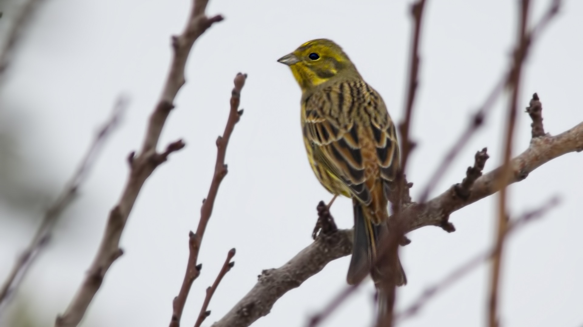 Yellowhammer