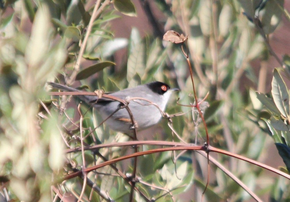 Sardinian Warbler