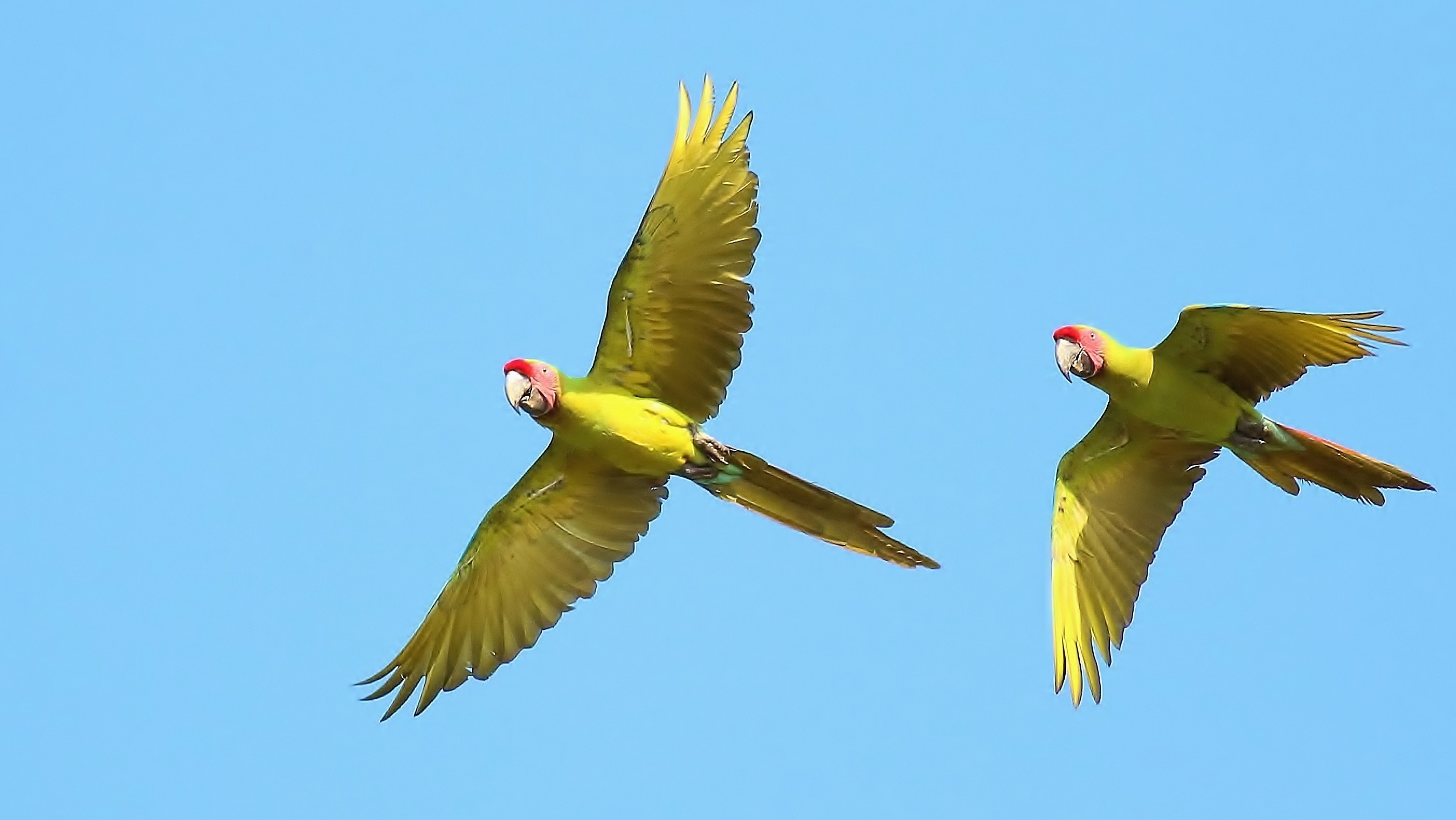 Great Green Macaw