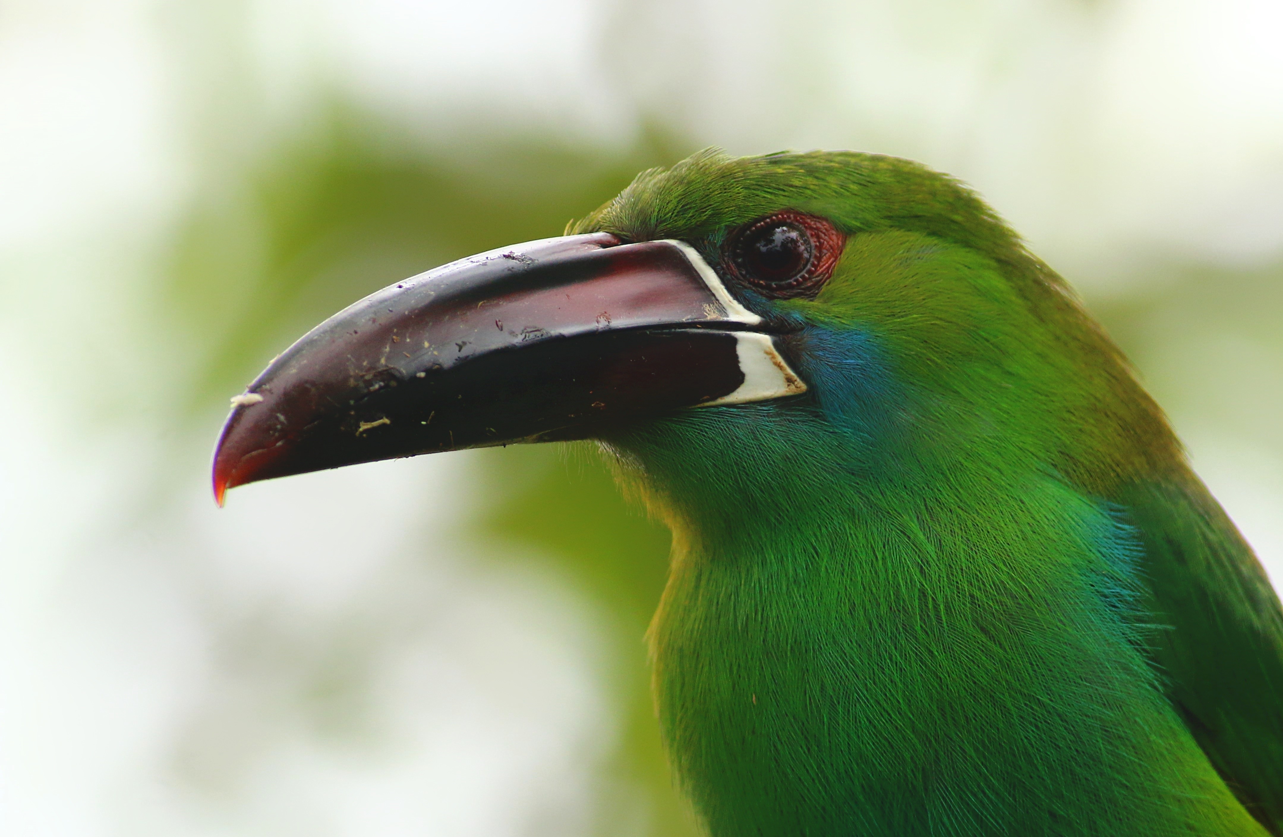 Crimson-rumped Toucanet