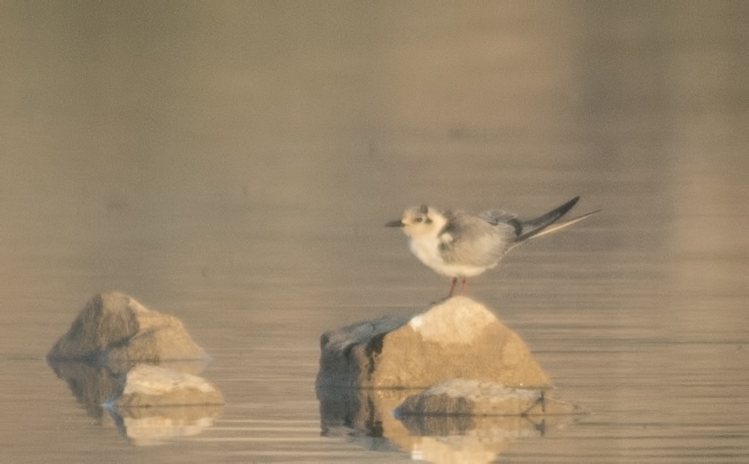 White-winged Tern