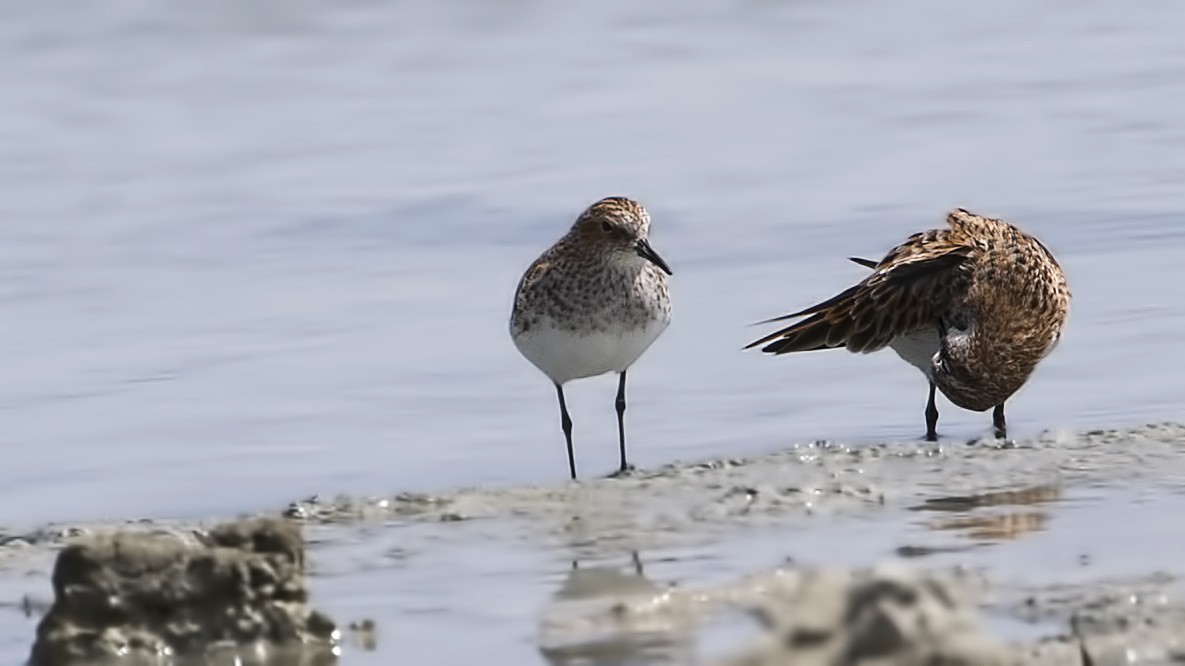 Little Stint