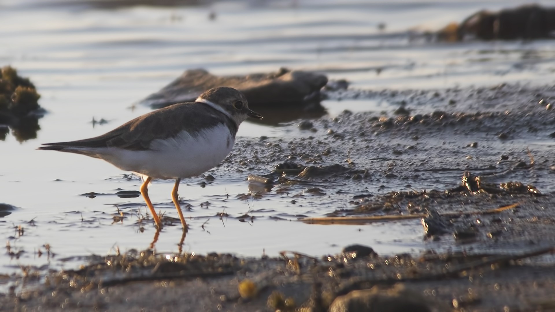 Common Ringed Plover