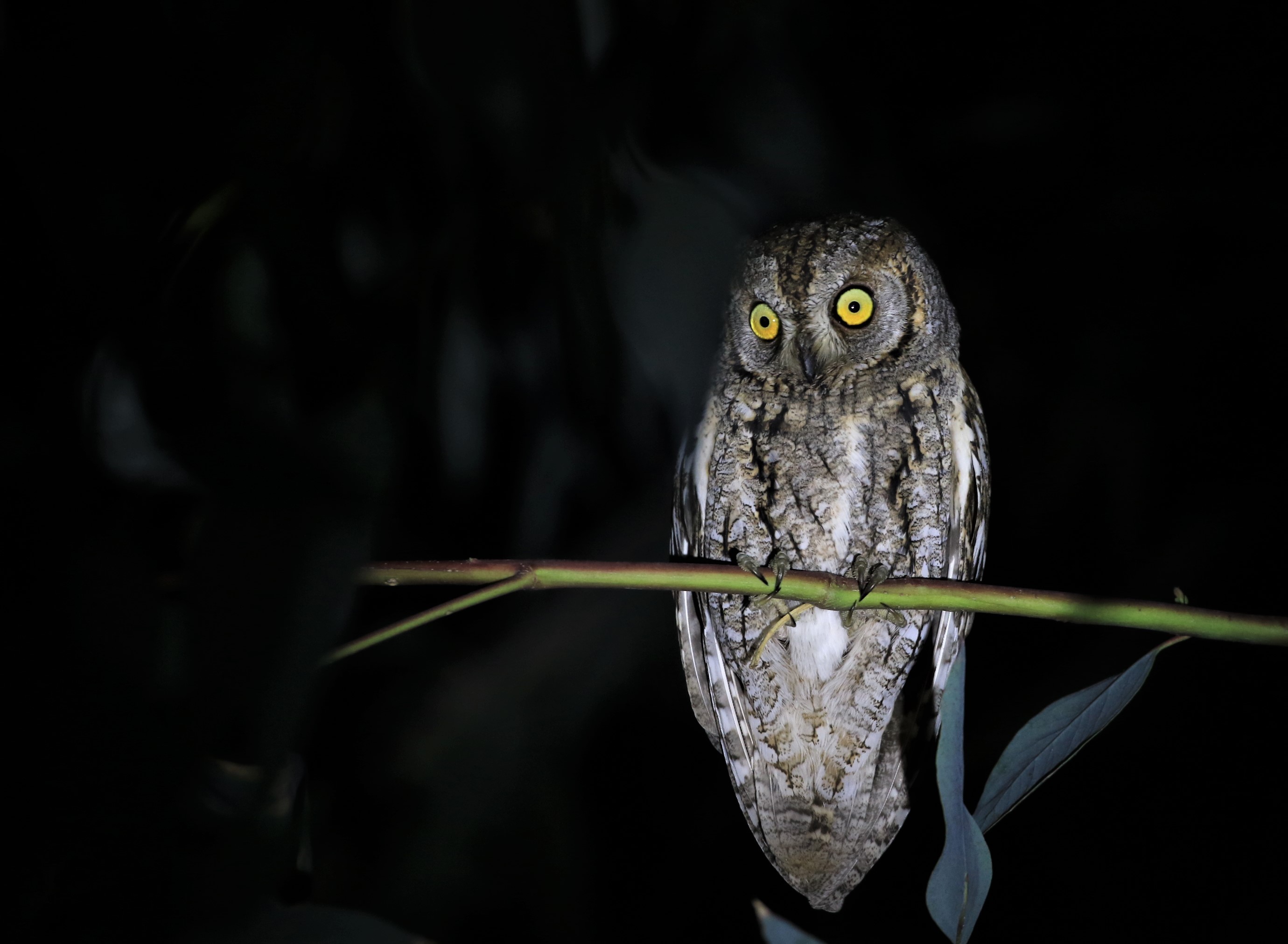 Eurasian Scops-Owl