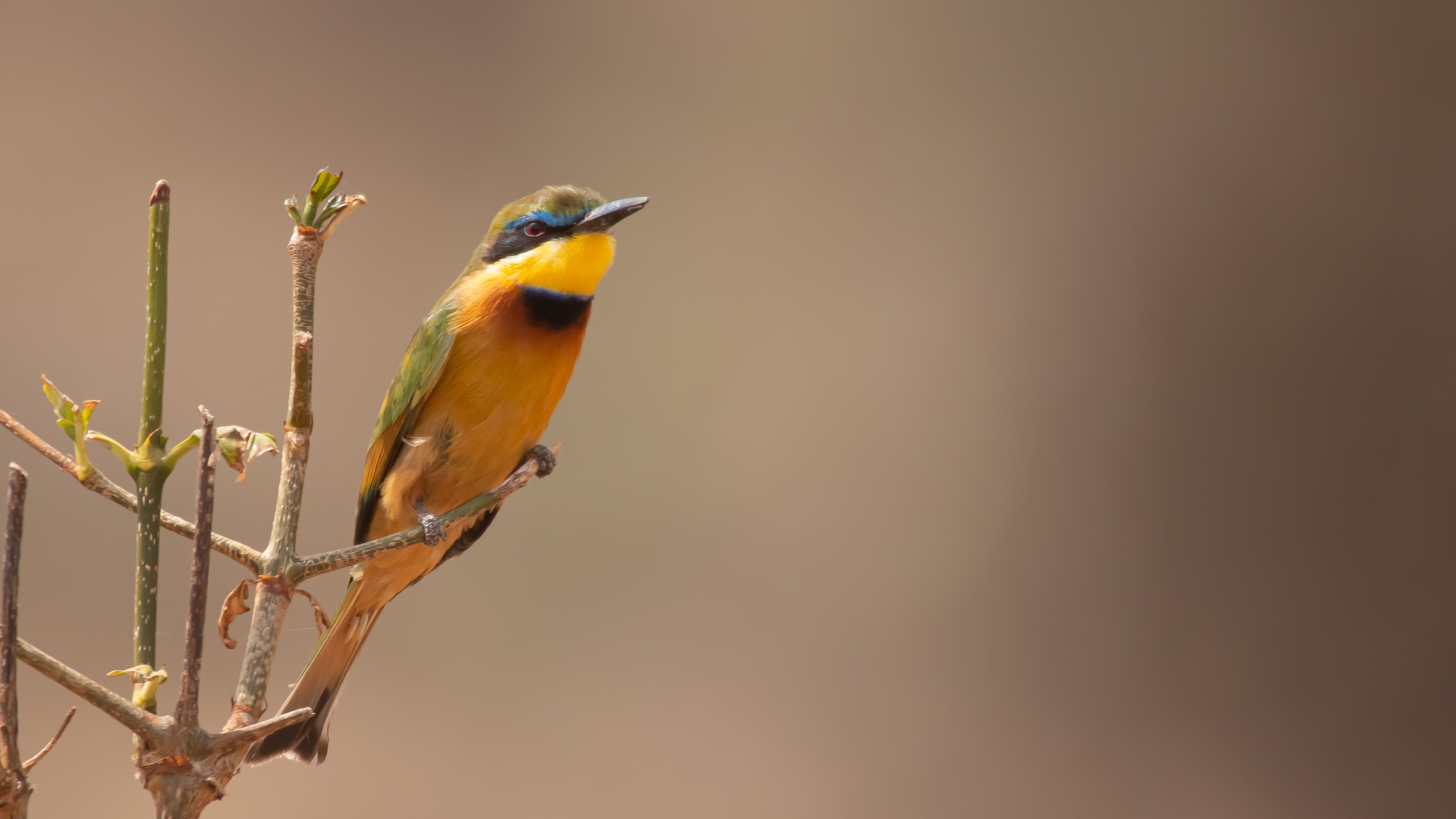 Blue-breasted Bee-eater