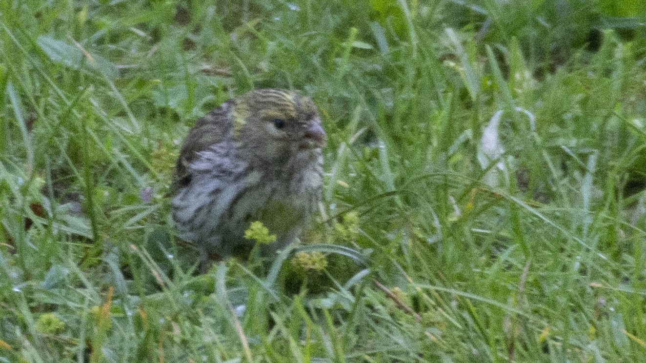 European Serin