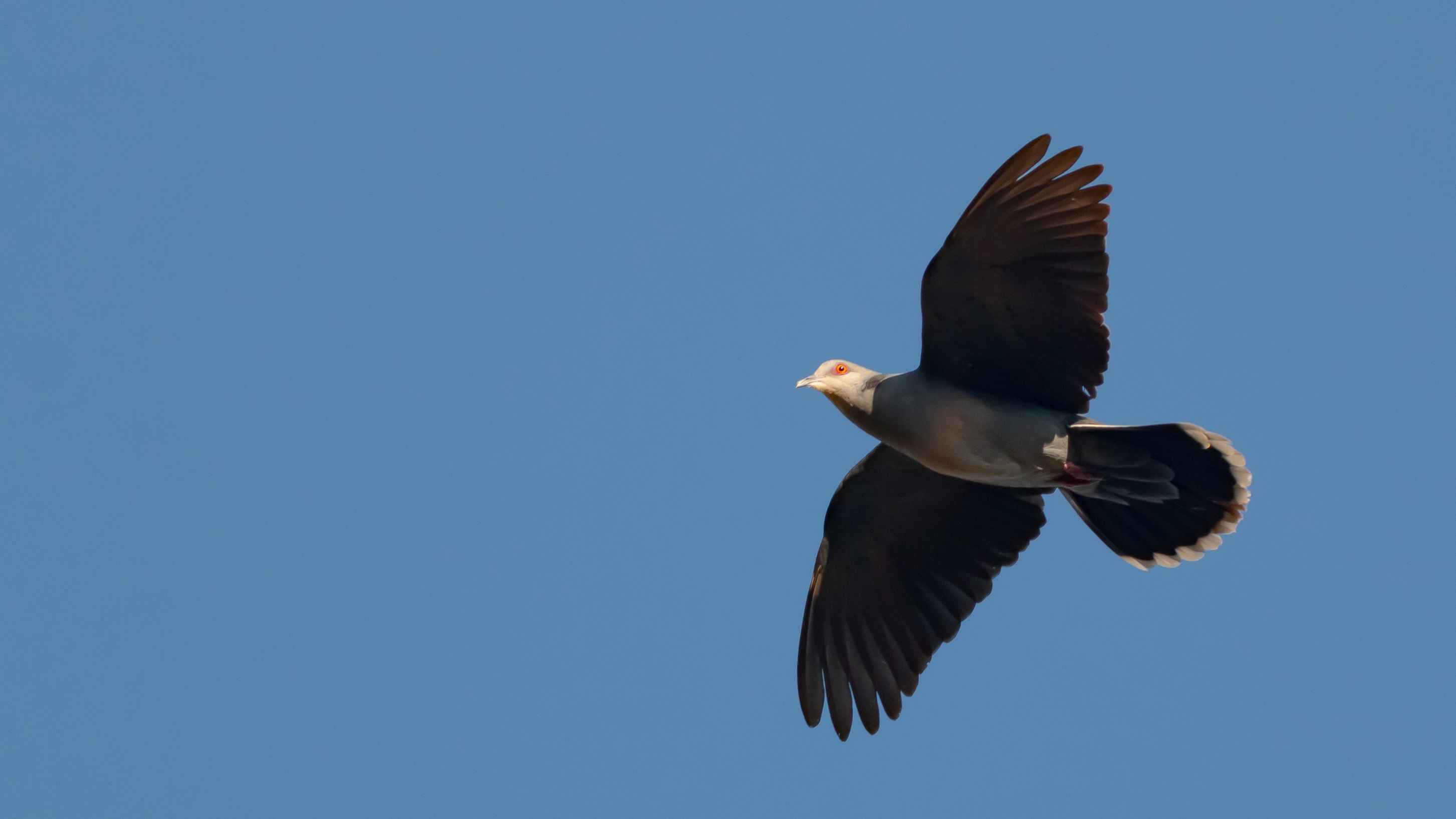 European Turtle-Dove