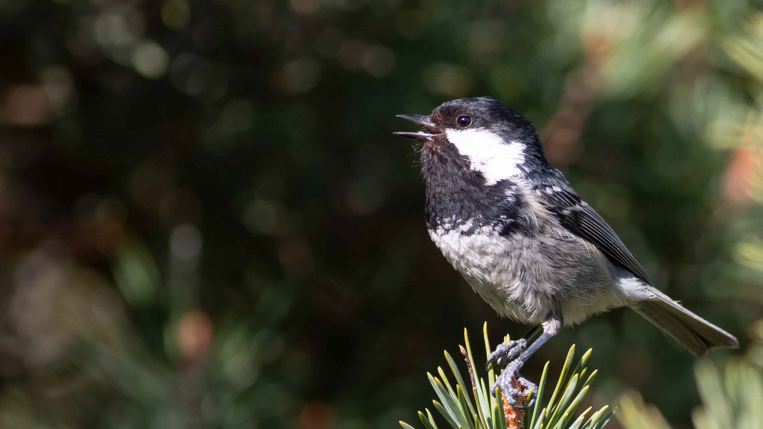 Coal Tit