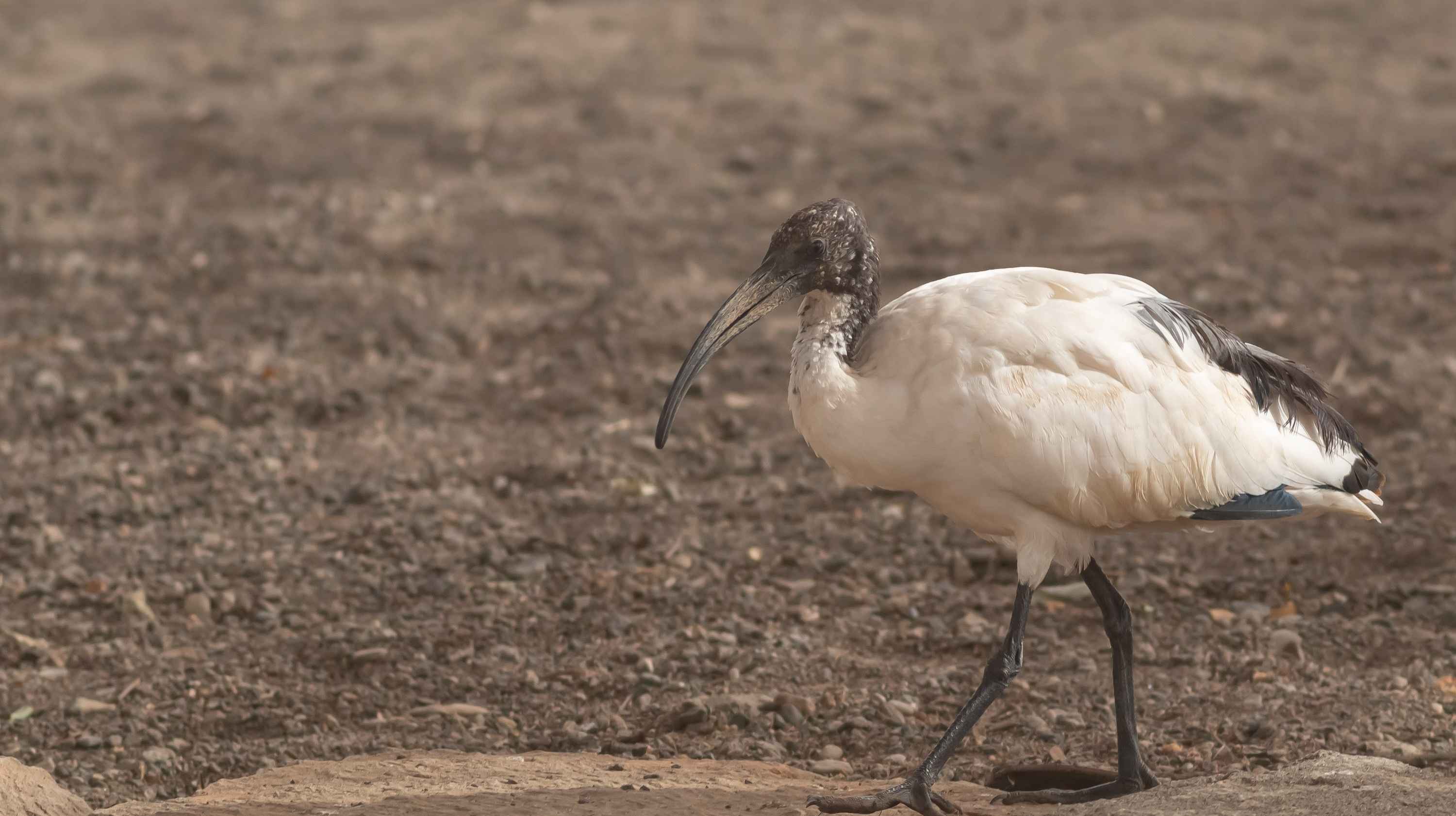 African Sacred Ibis