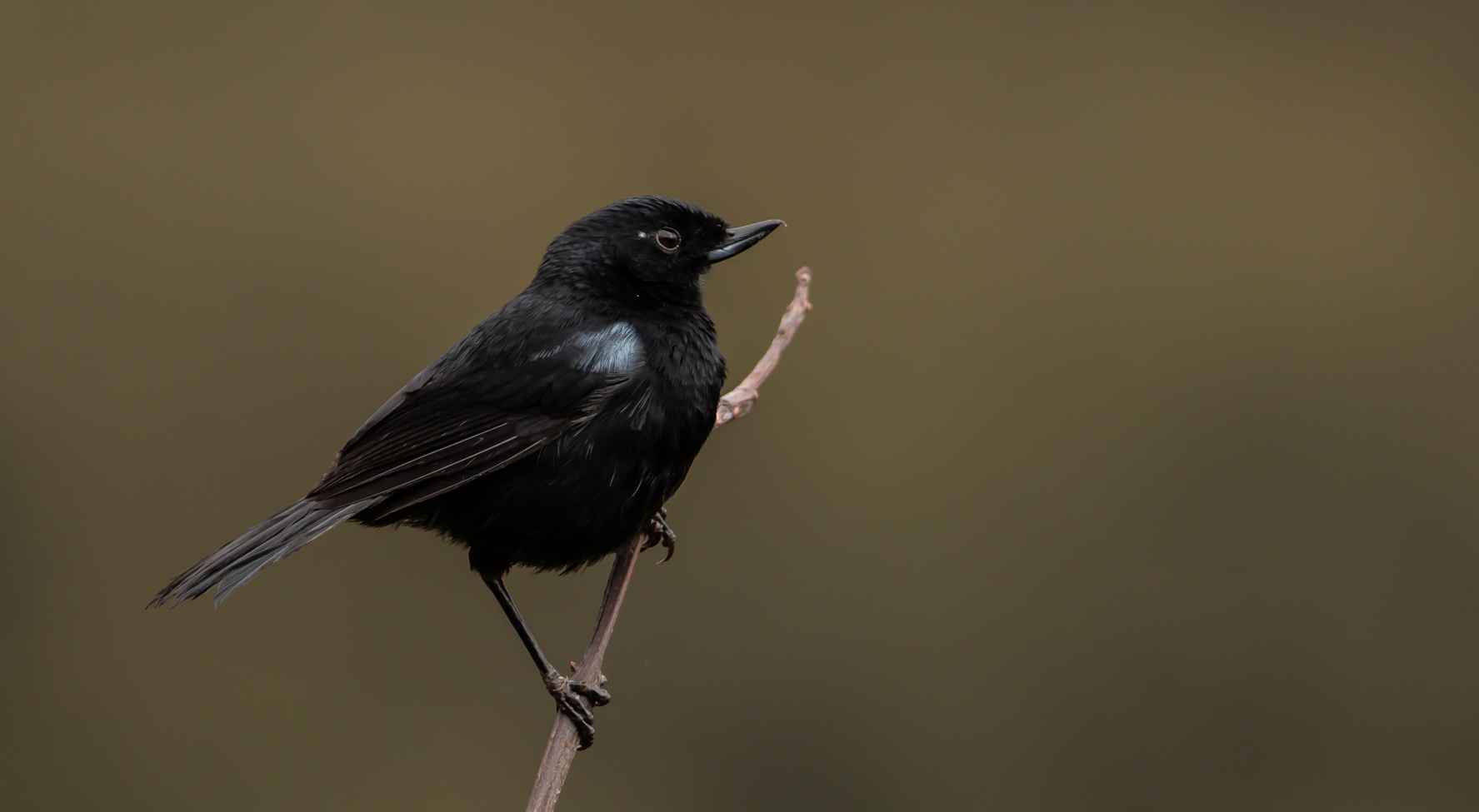 Glossy Flowerpiercer
