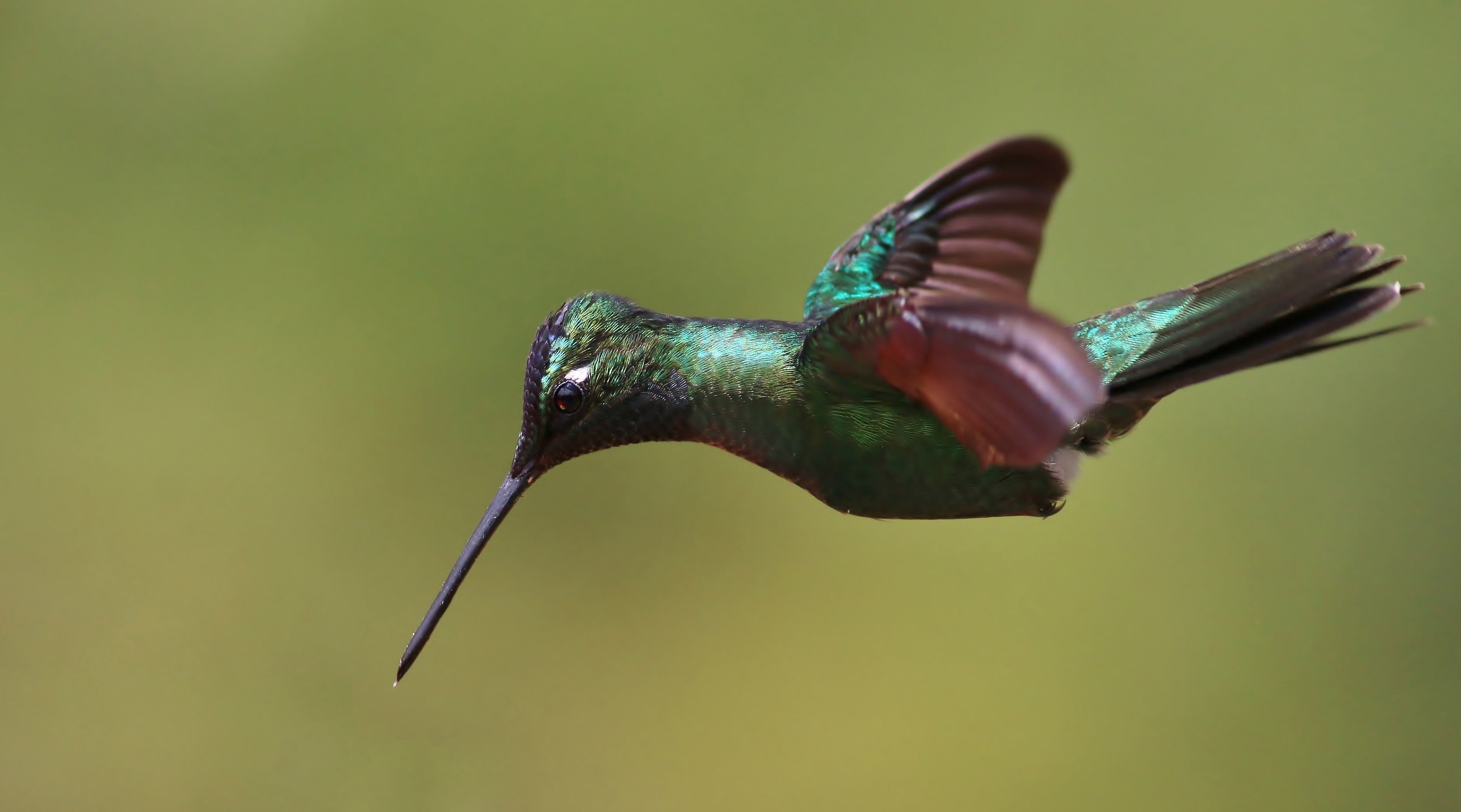 Green-crowned Brilliant