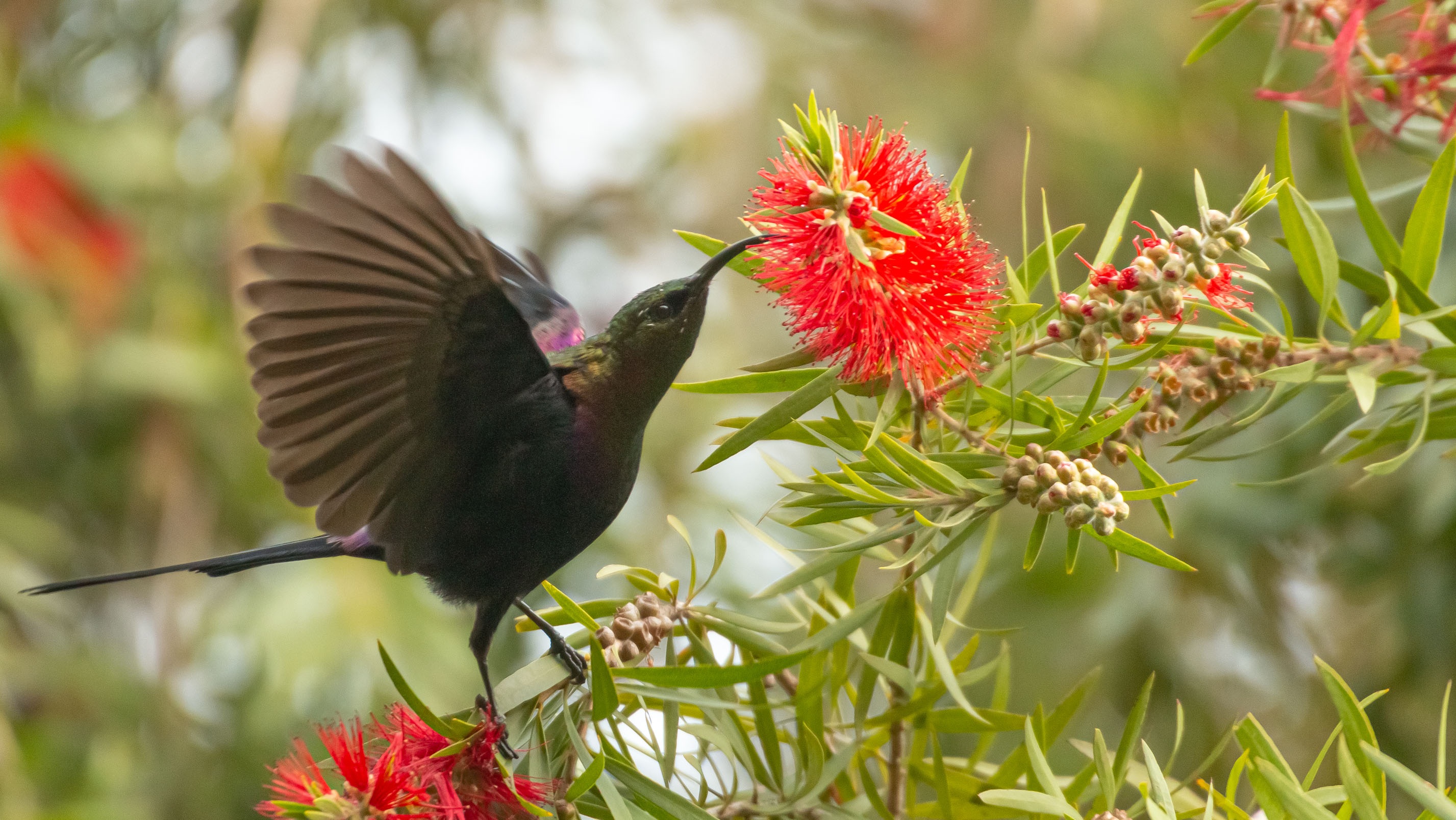 Tacazze Sunbird
