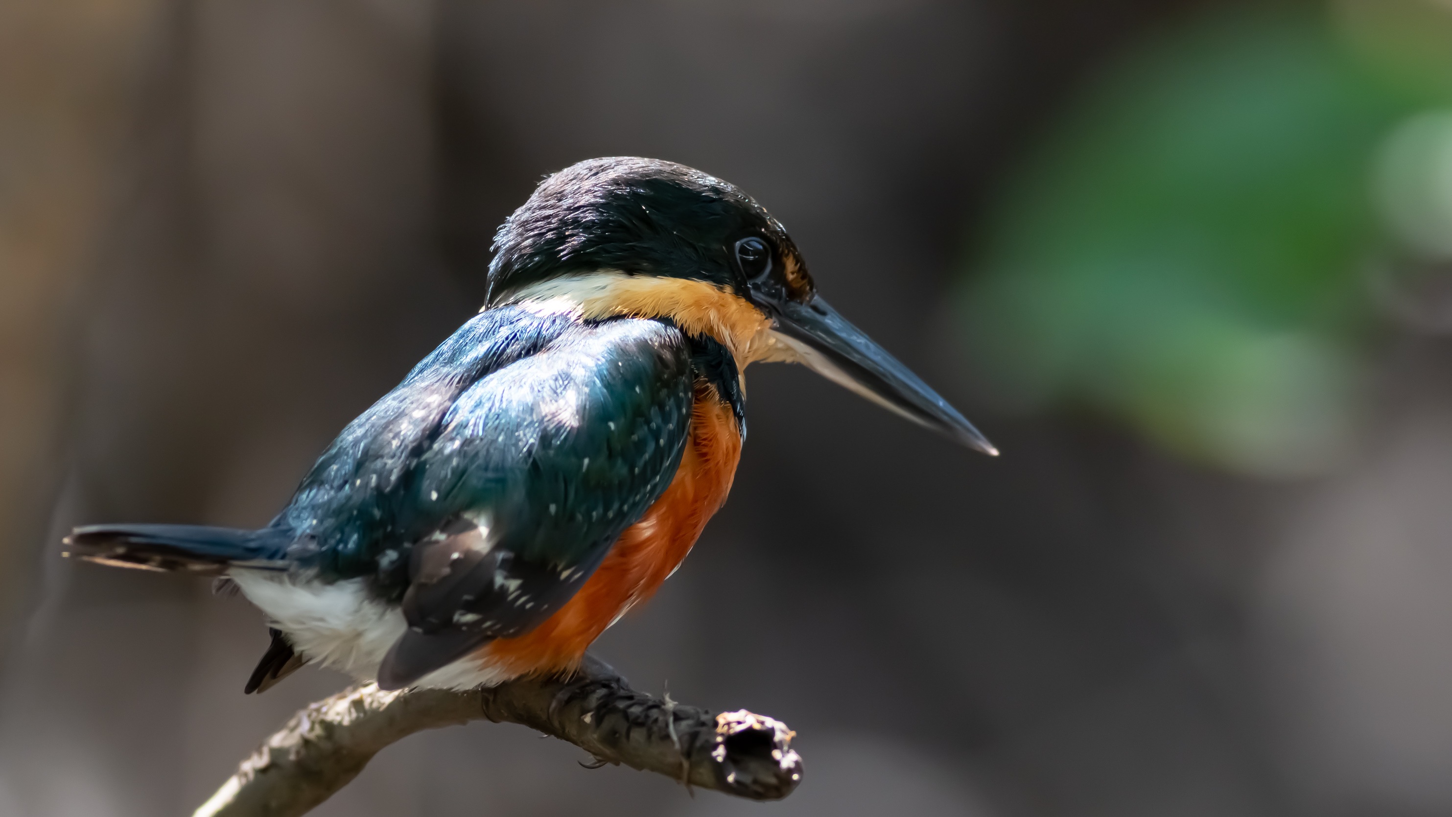 American Pygmy Kingfisher