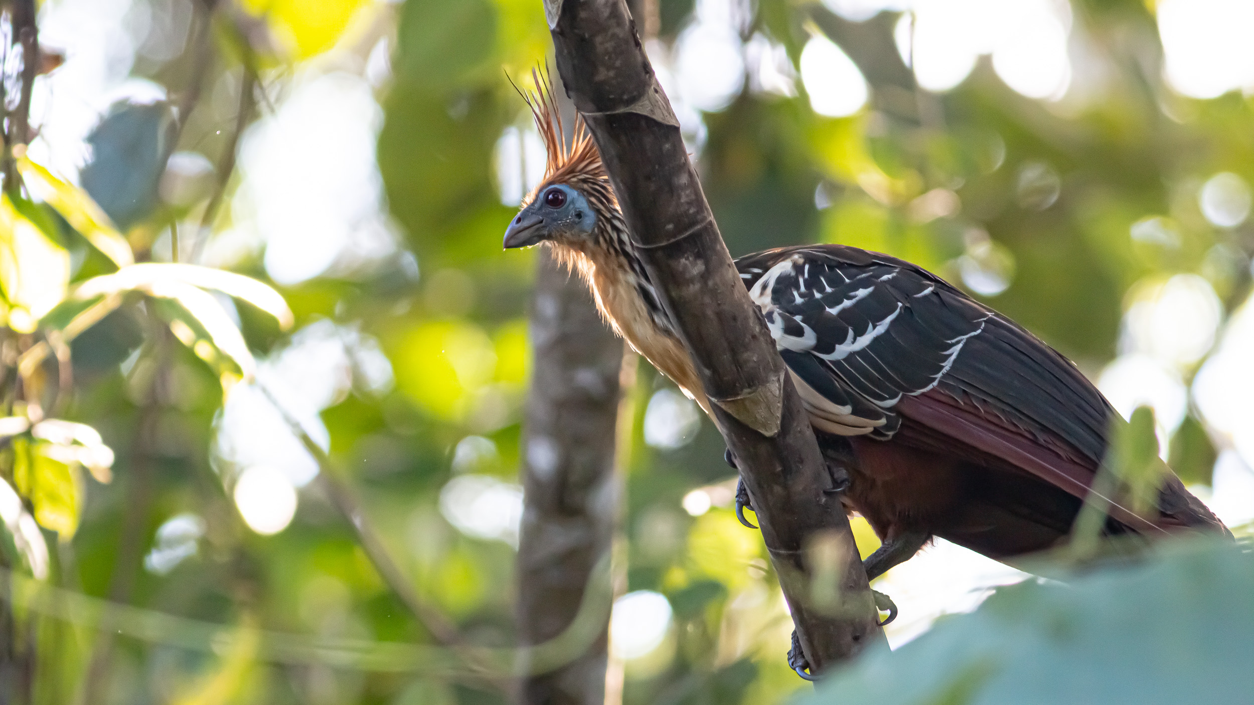 Hoatzin