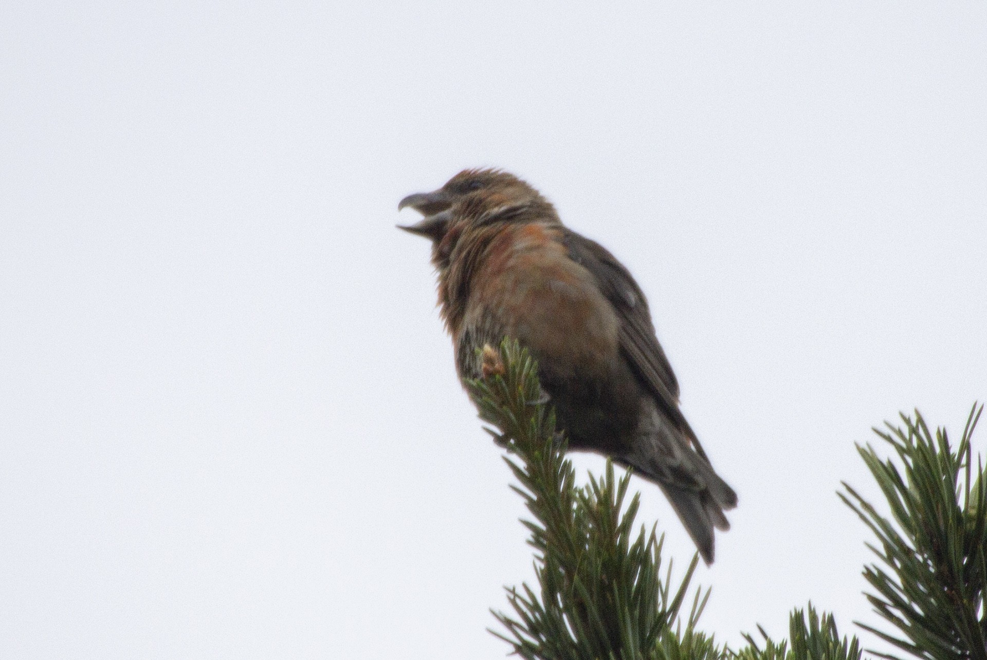 Red Crossbill