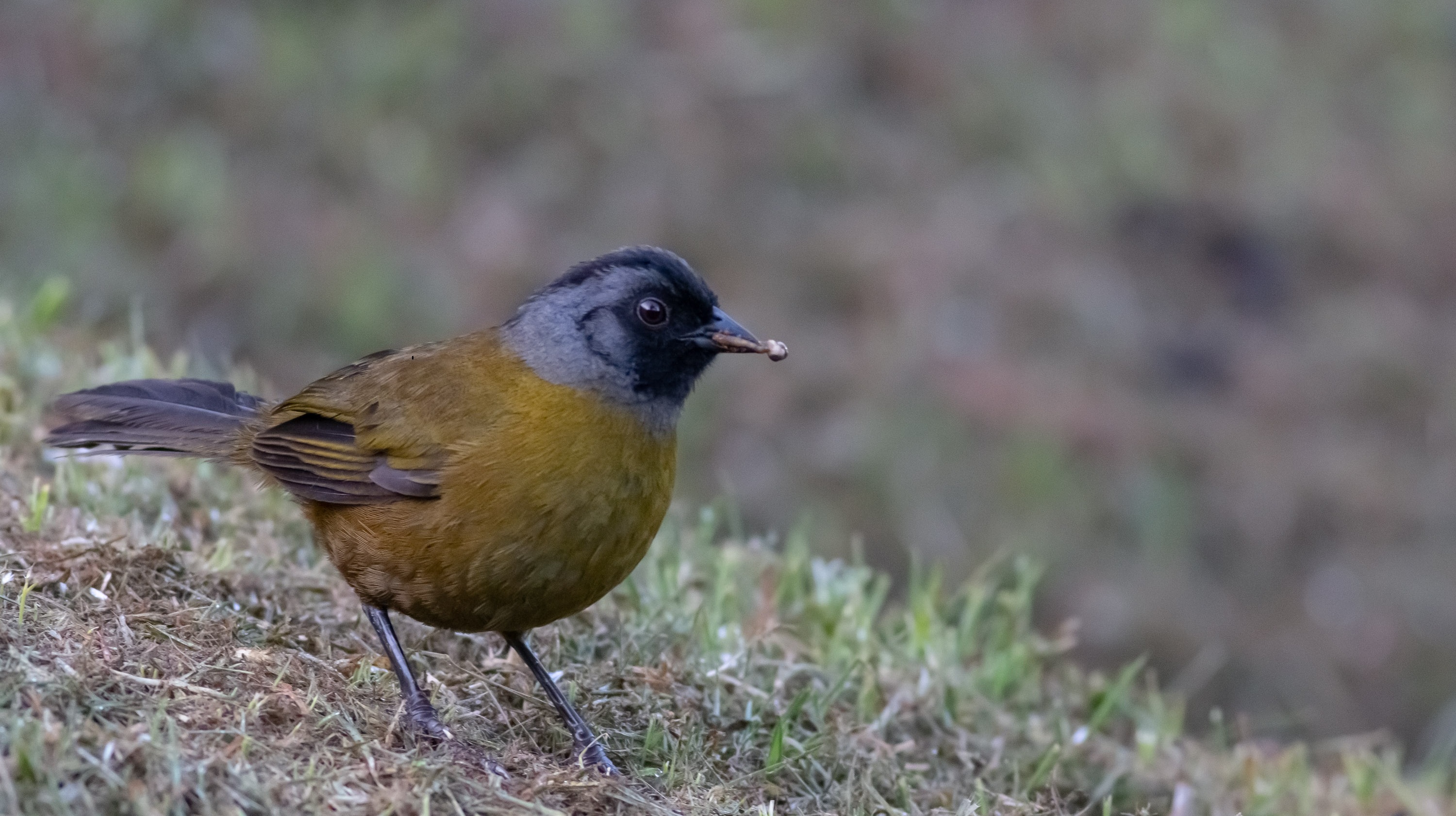 Large-footed Finch