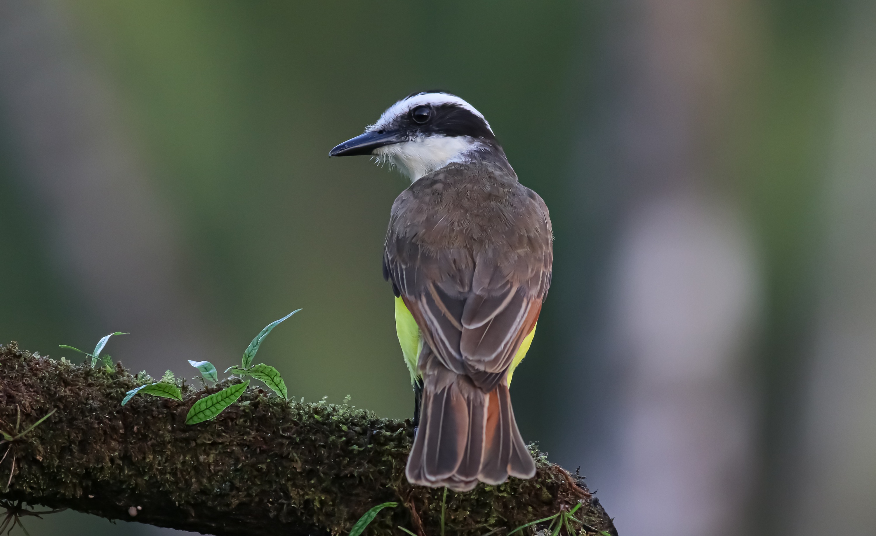 Great Kiskadee