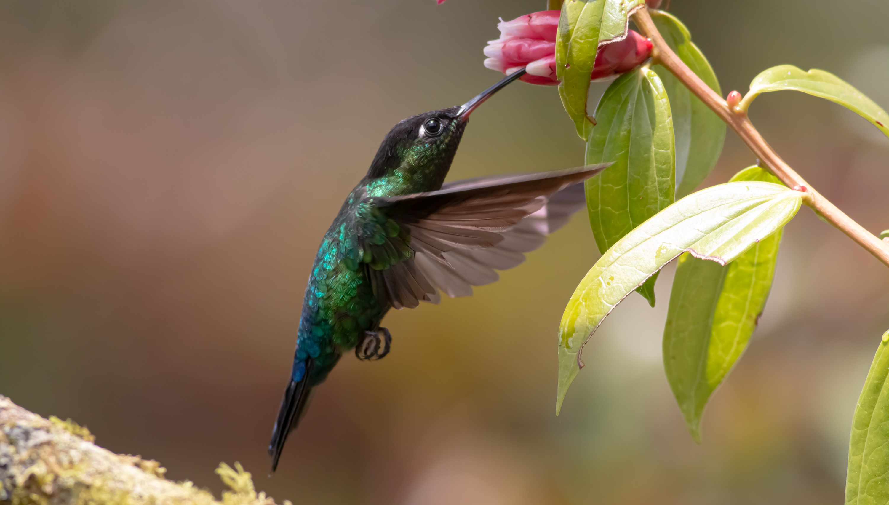 Green-crowned Brilliant