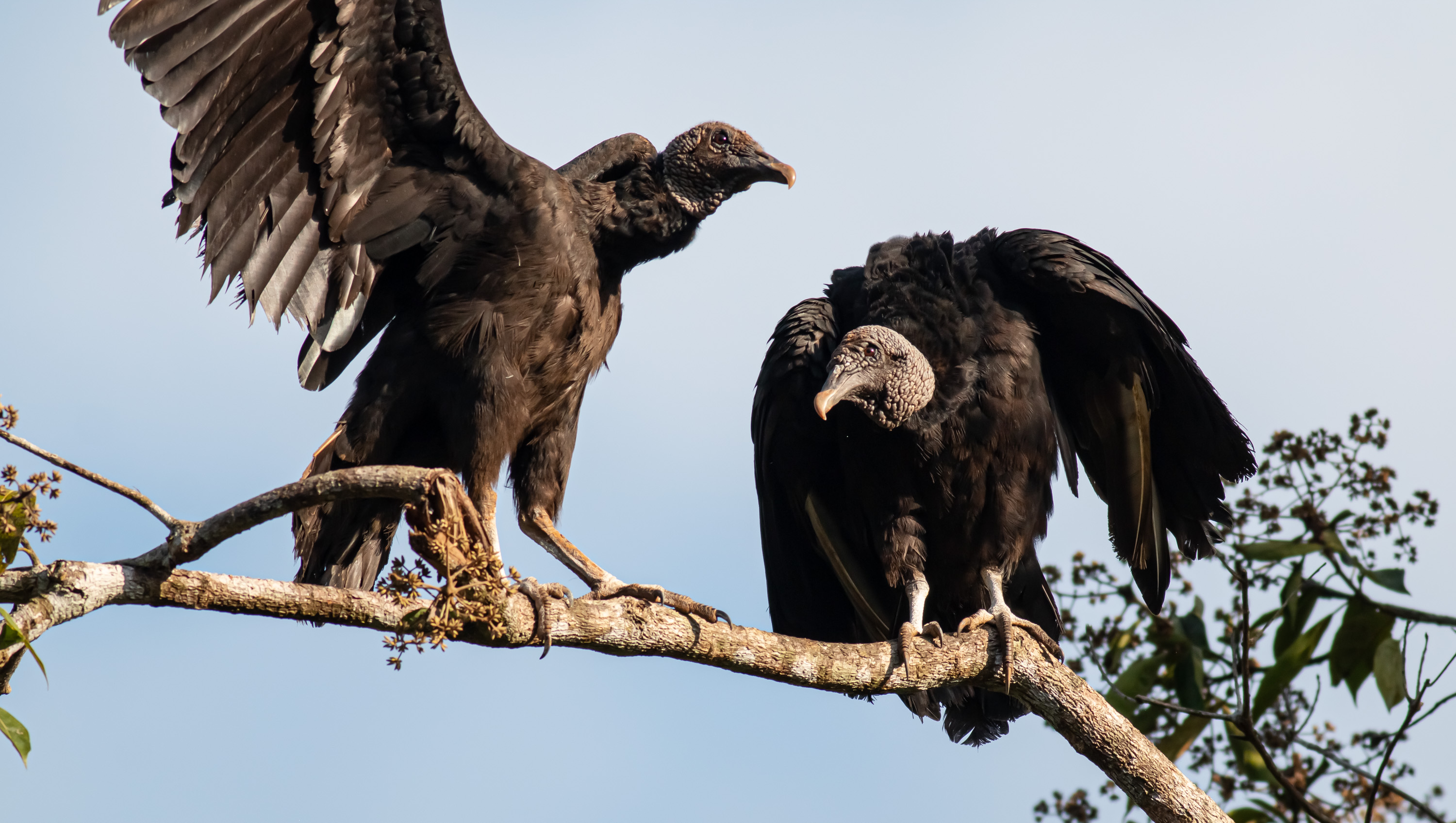 Black Vulture