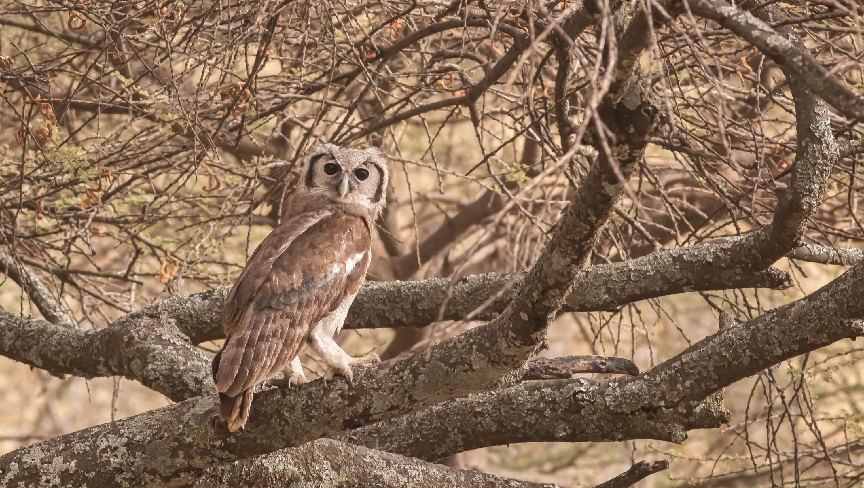 Verreaux's Eagle-Owl