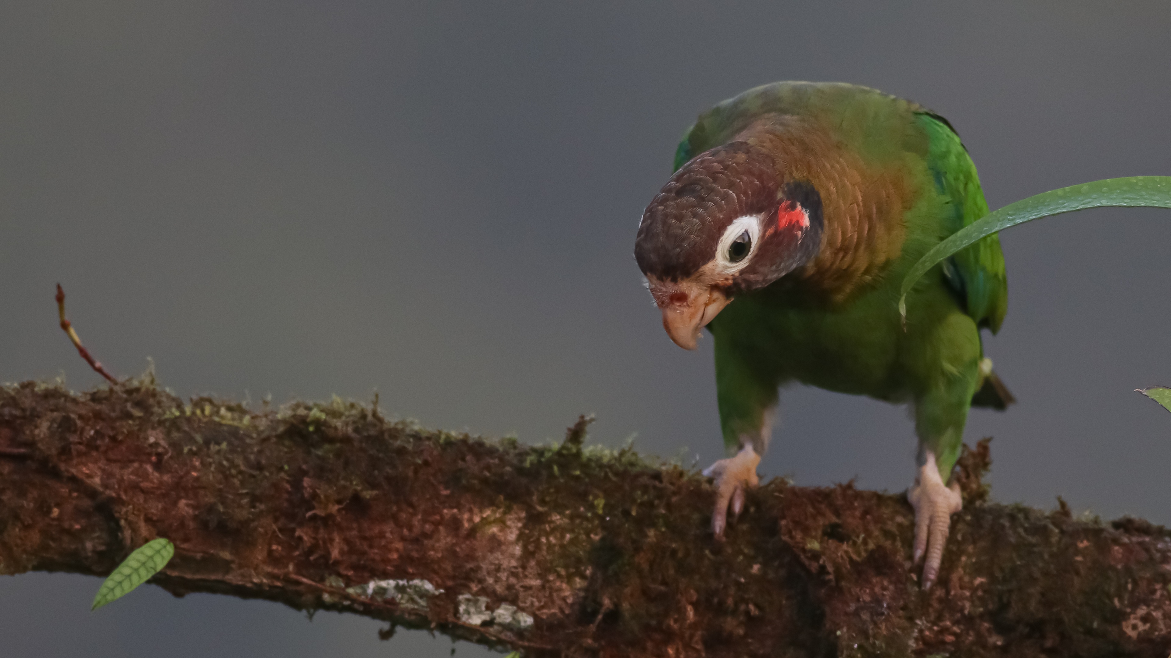 Brown-hooded Parrot