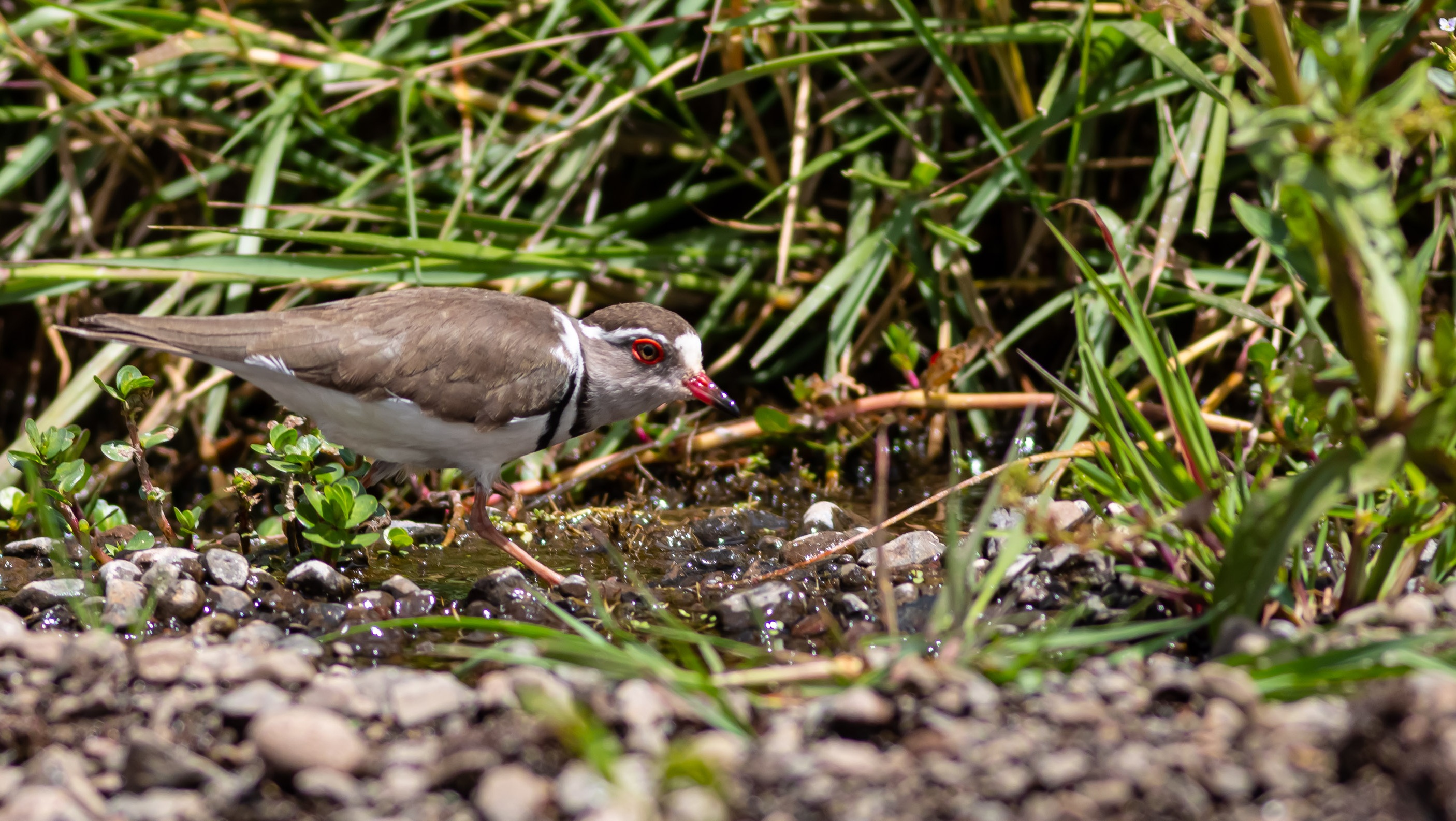 Three-banded Plover