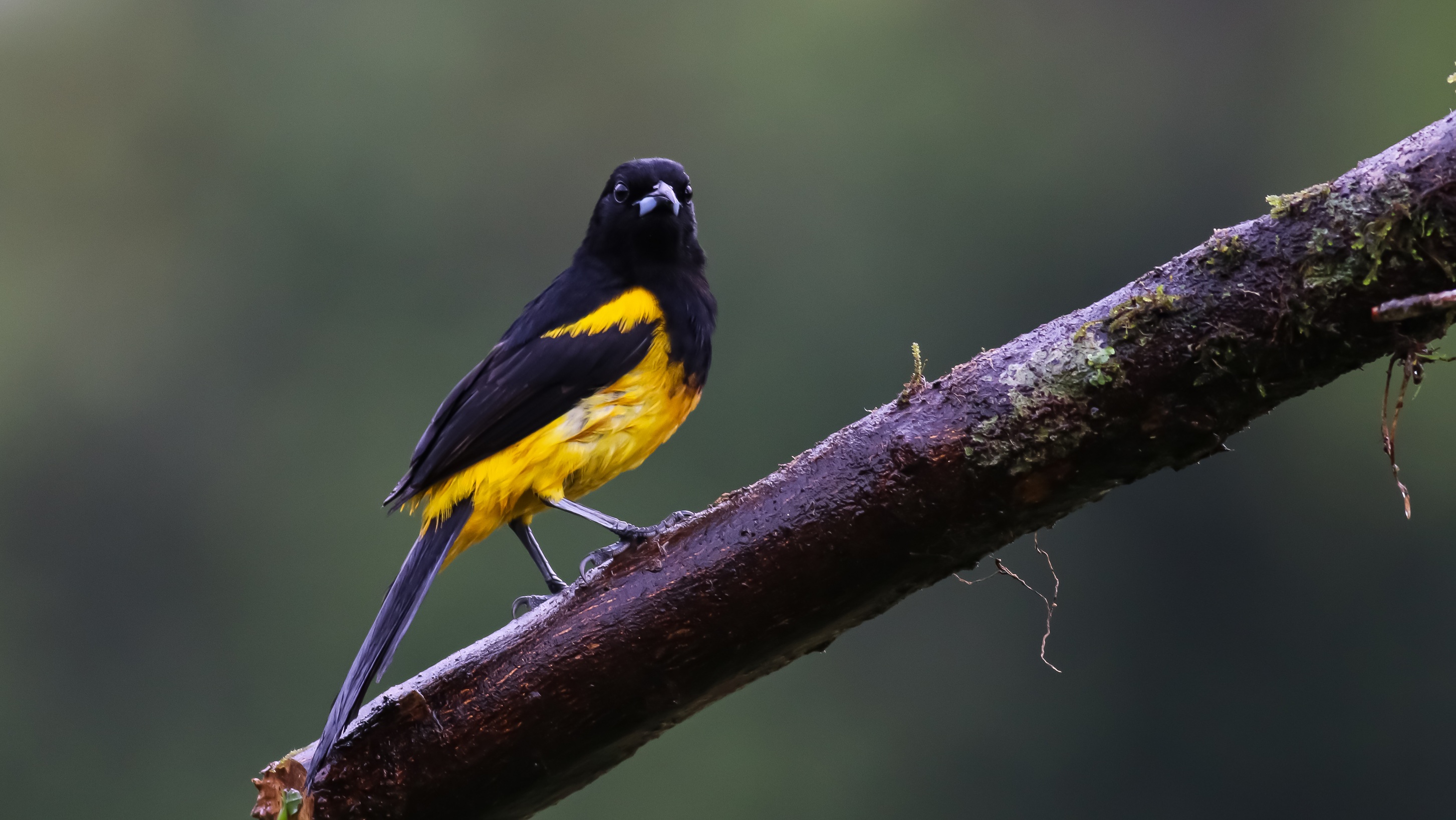 Baltimore Oriole