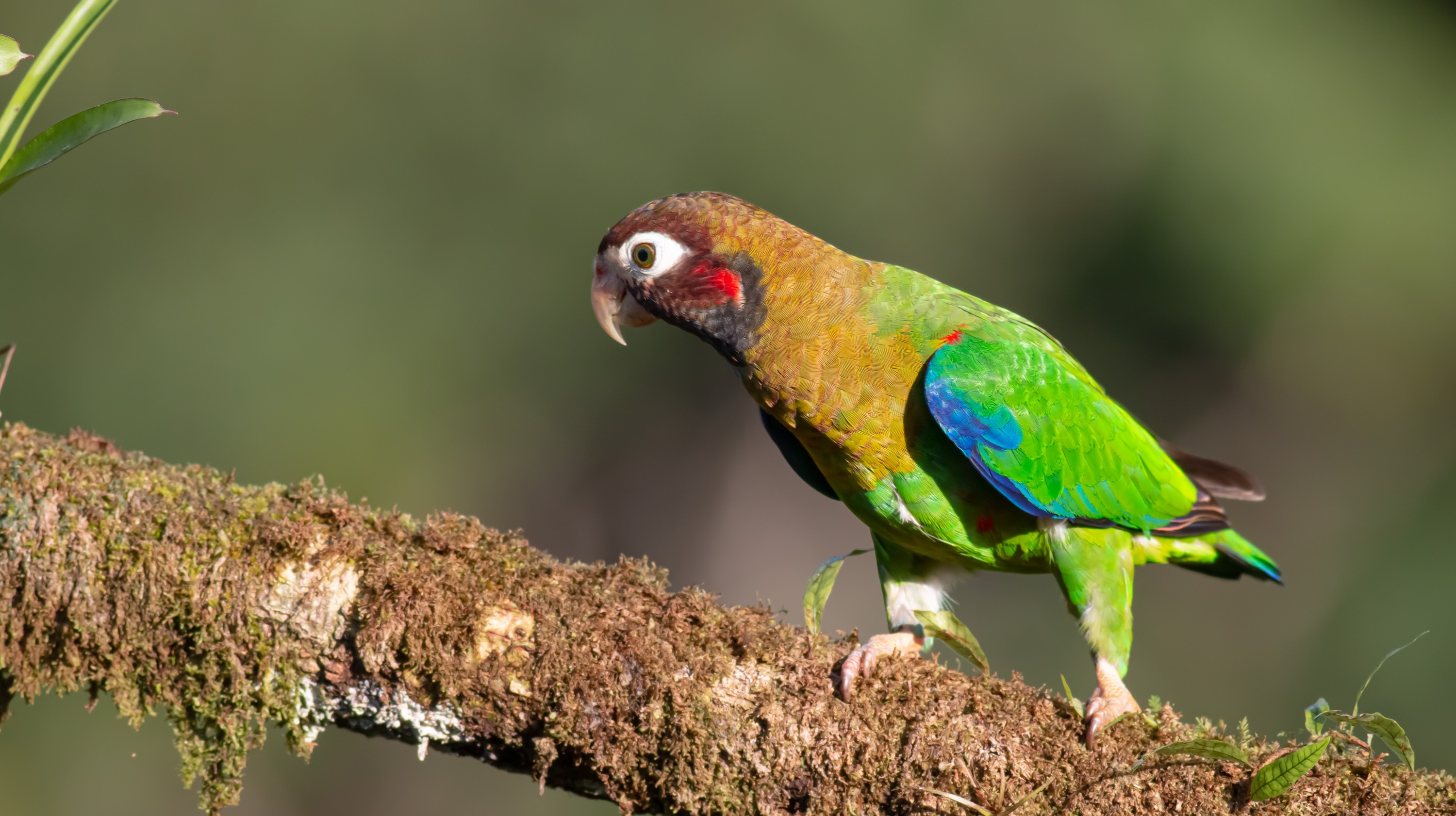 Brown-hooded Parrot