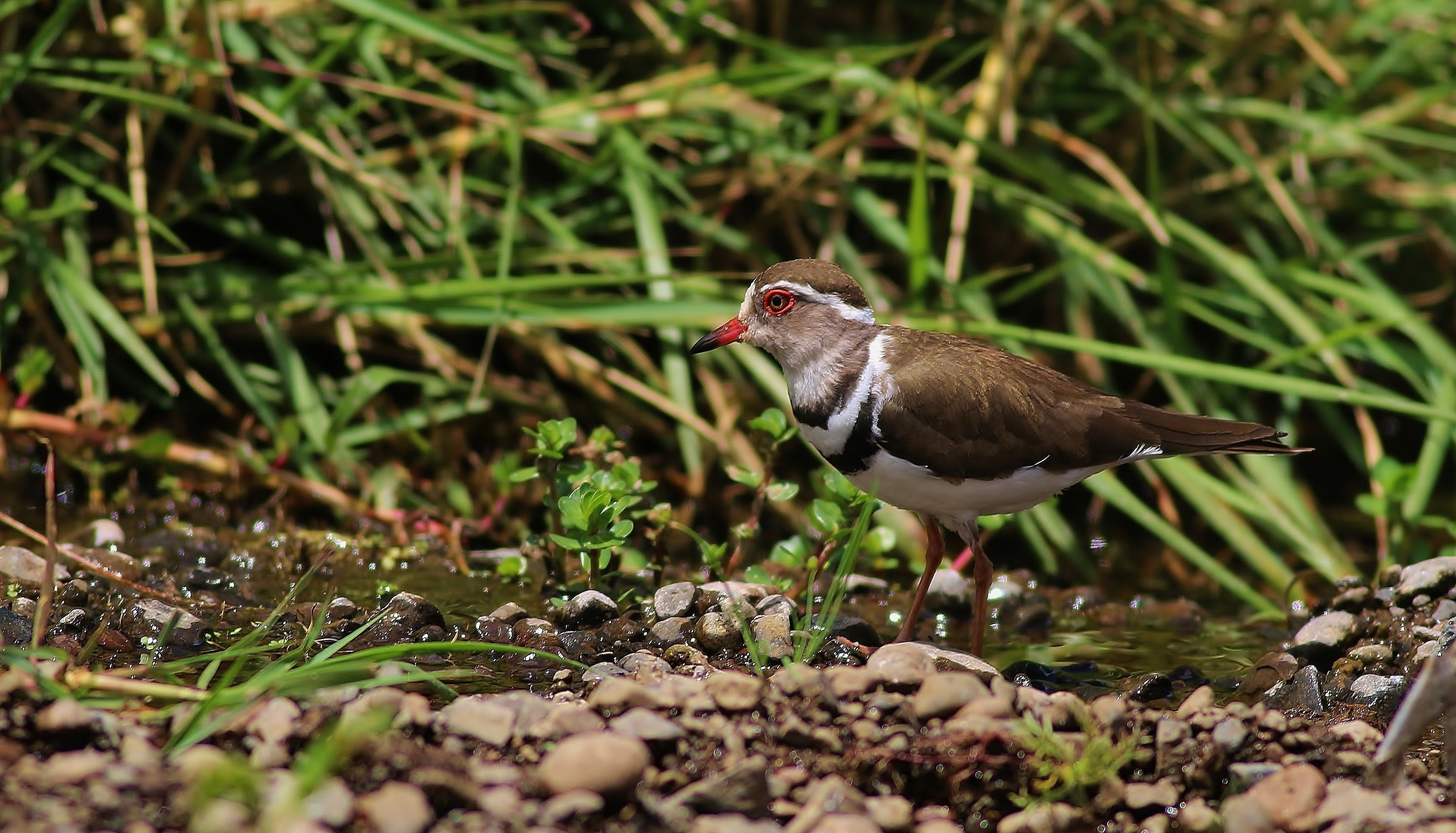 Three-banded Plover — Ana fotoğraf
