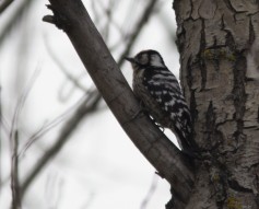 Lesser Spotted Woodpecker