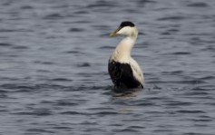 Common Eider