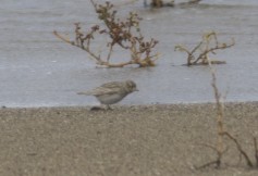 Lesser Short-toed Lark