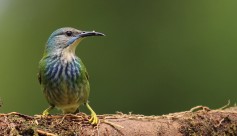 Shining Honeycreeper