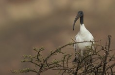 African Sacred Ibis