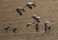 Demoiselle Crane