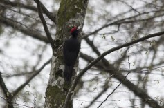 Black Woodpecker