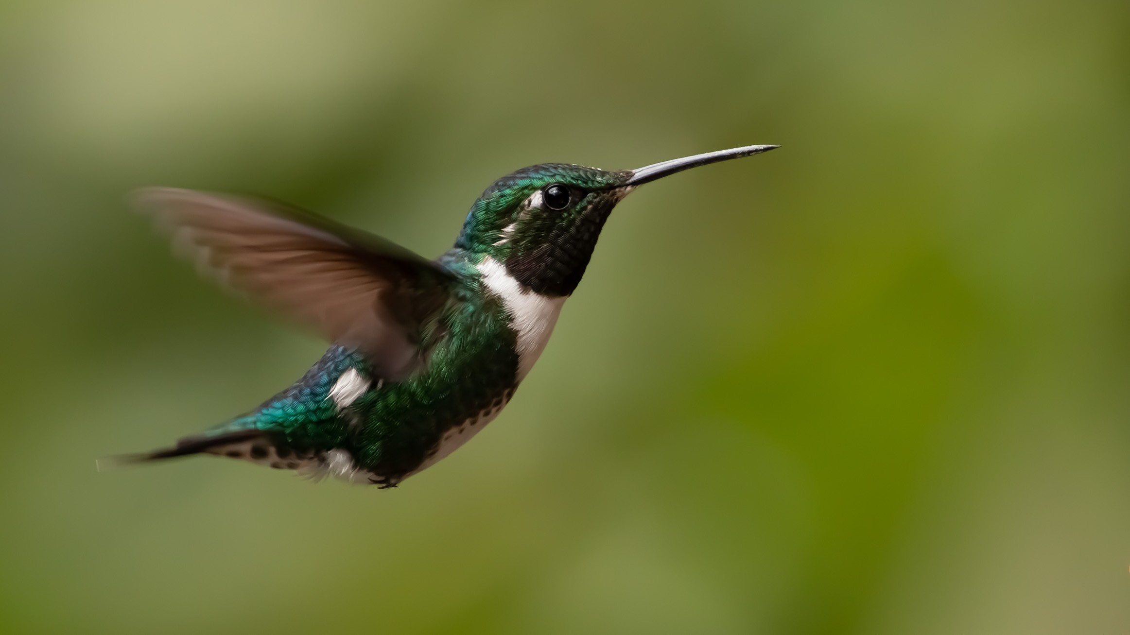 White-bellied Woodstar