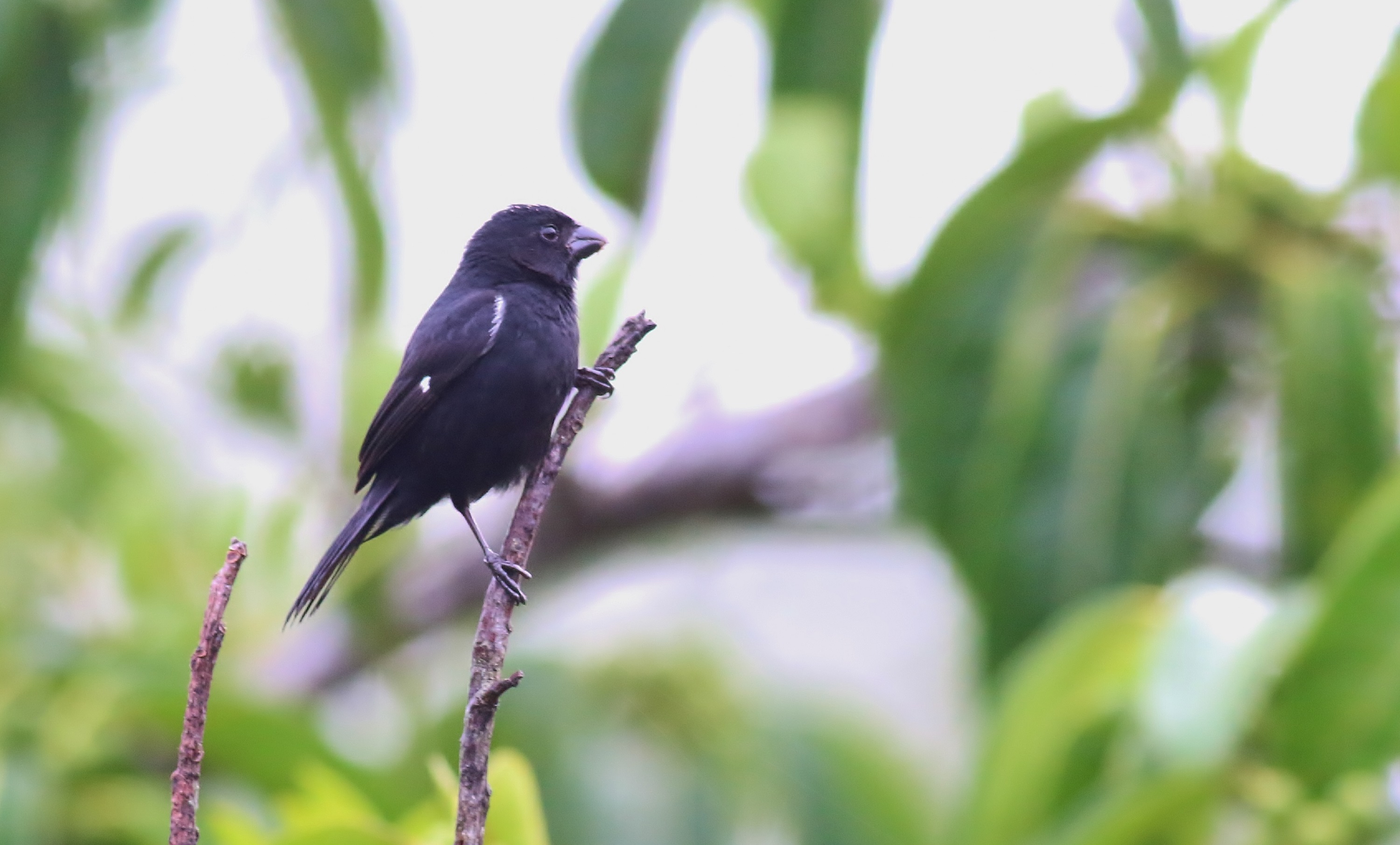 Variable Seedeater — Ana fotoğraf