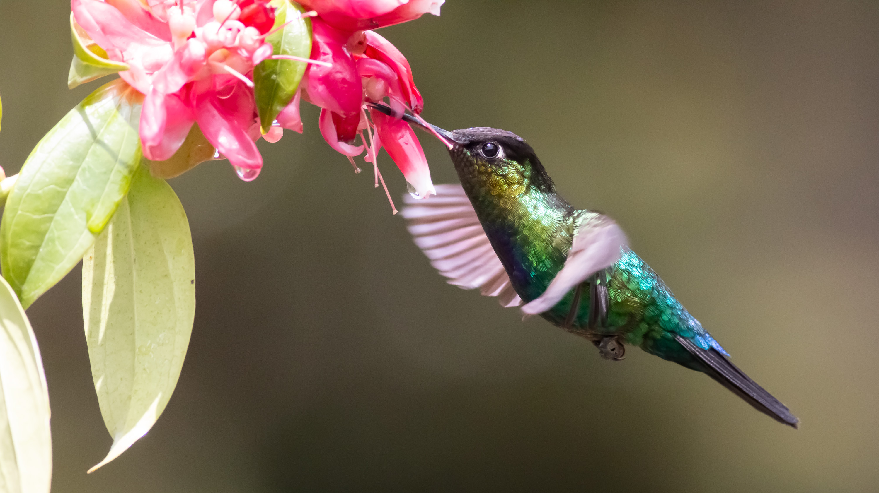 Fiery-throated Hummingbird