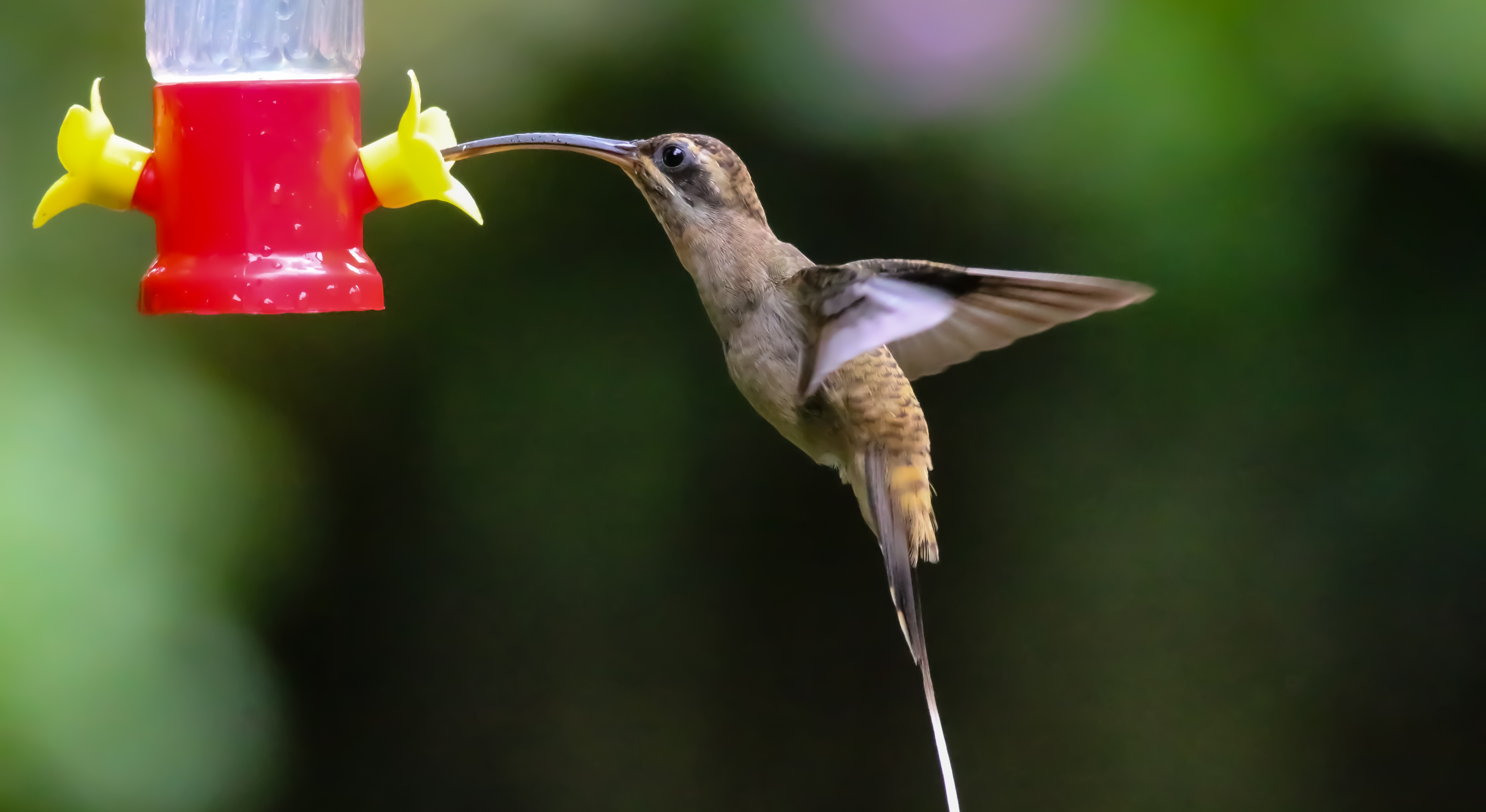 Long-billed Hermit