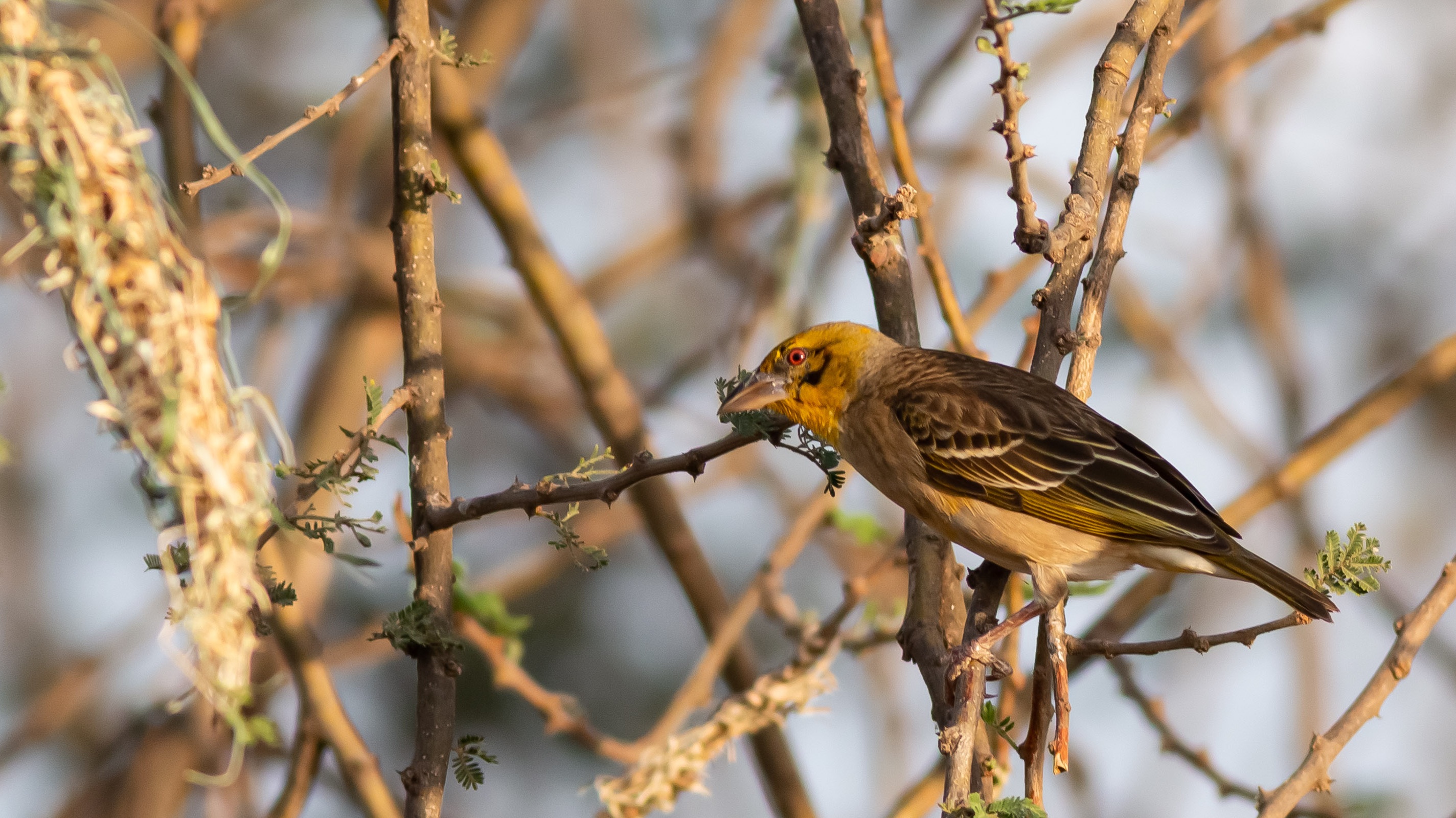 Village Weaver