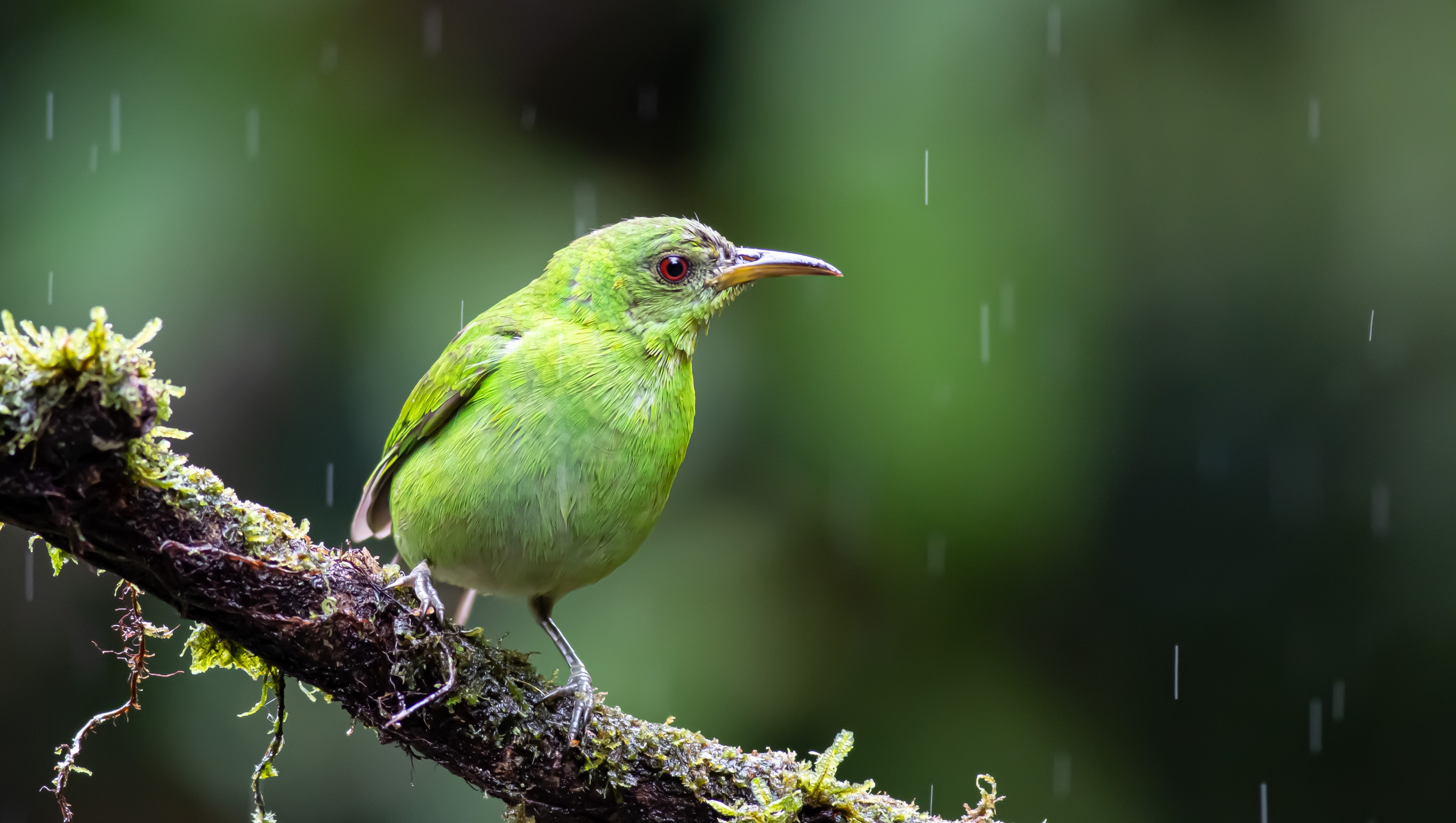 Green Honeycreeper