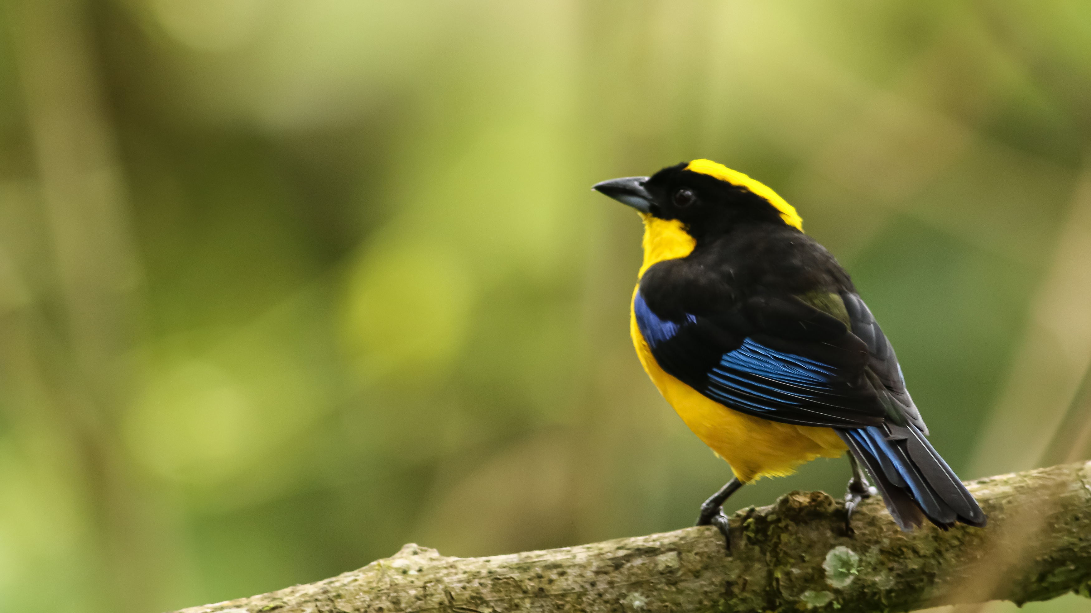 Blue-winged Mountain-Tanager