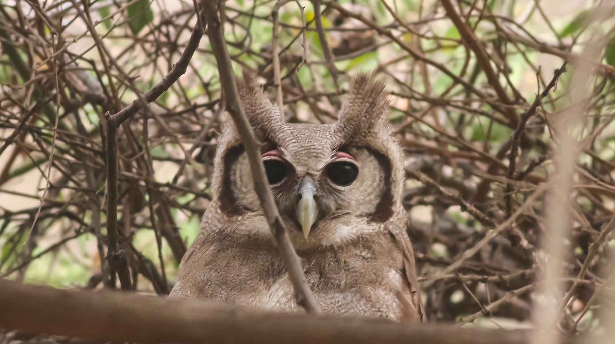 Verreaux's Eagle-Owl