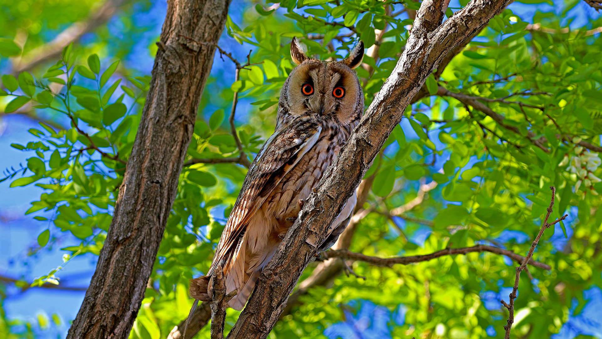 Long-eared Owl