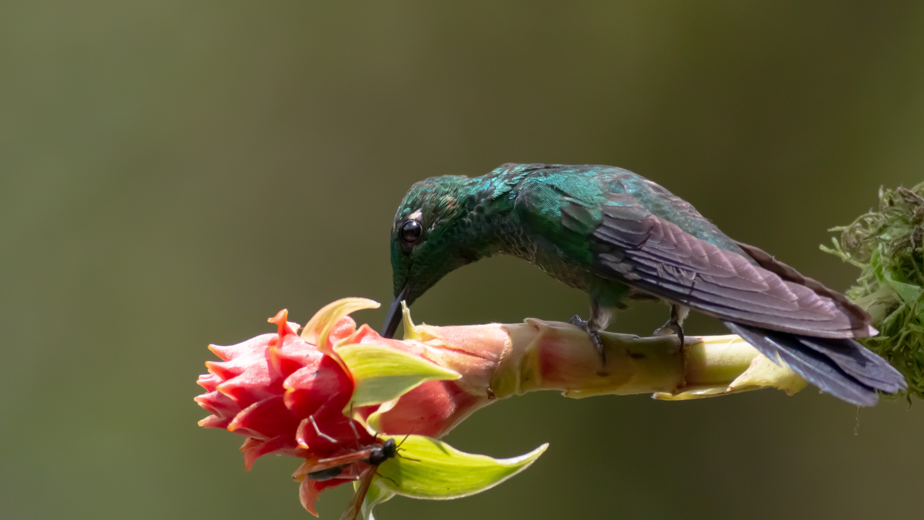 Green-crowned Brilliant