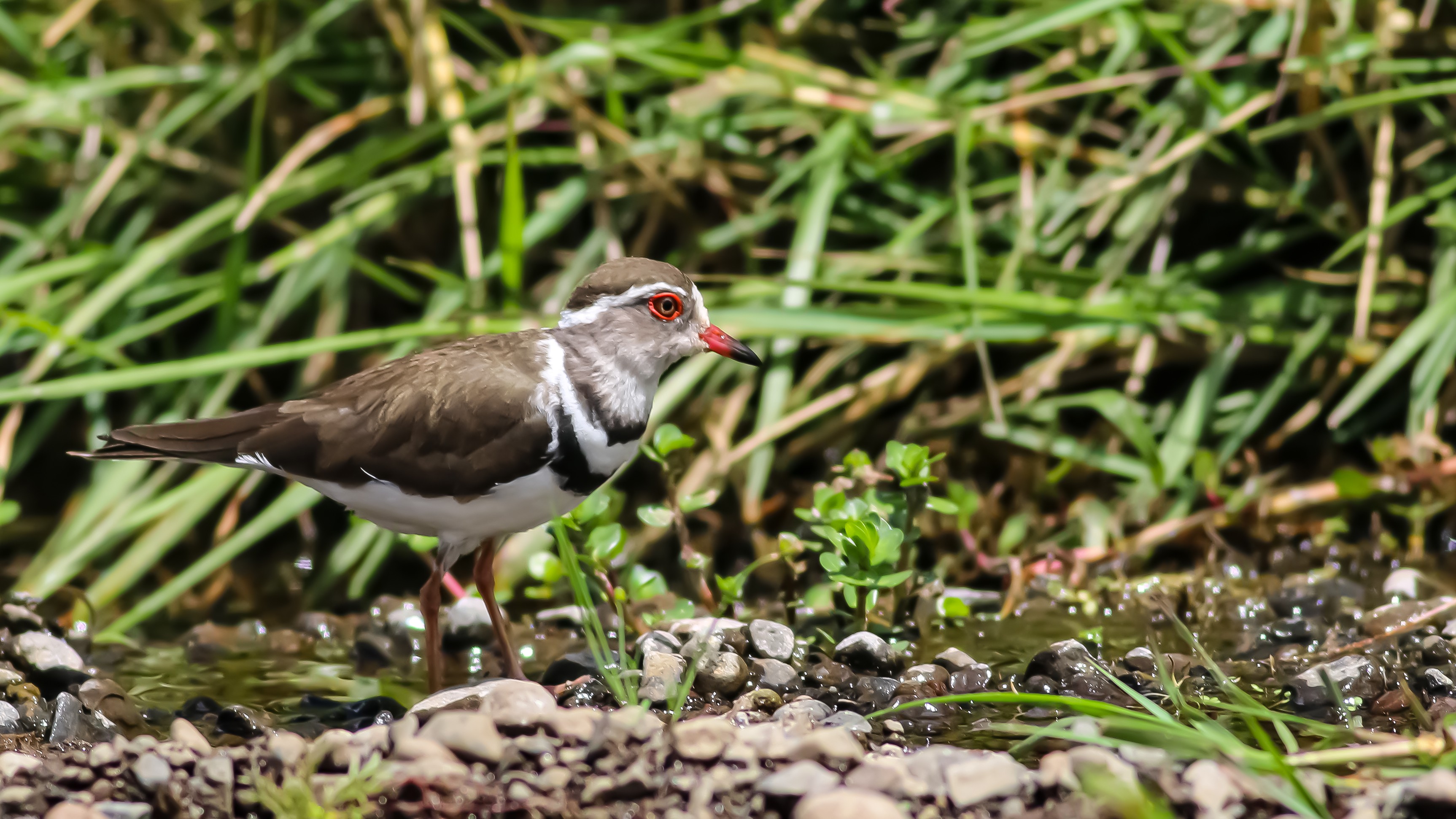 Three-banded Plover