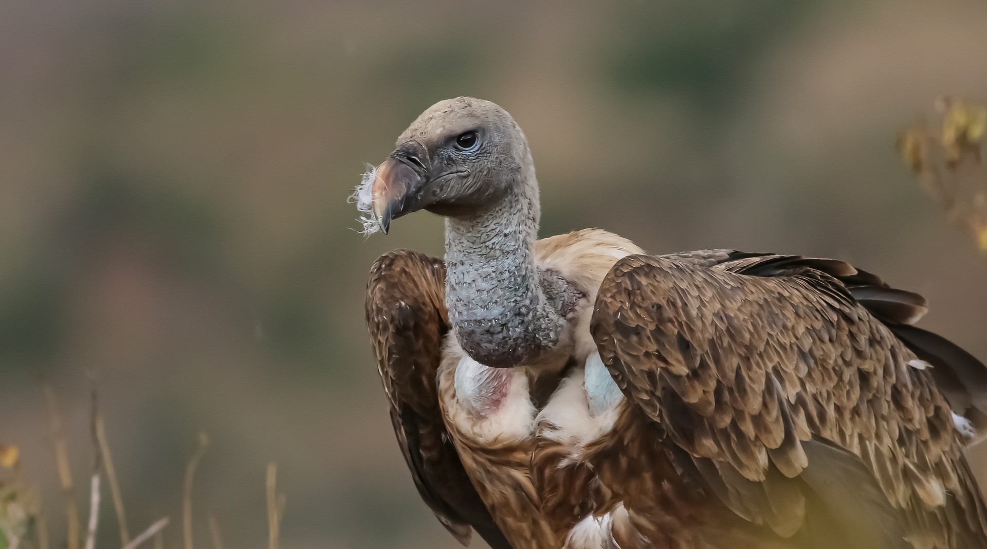 Rüppell's Griffon