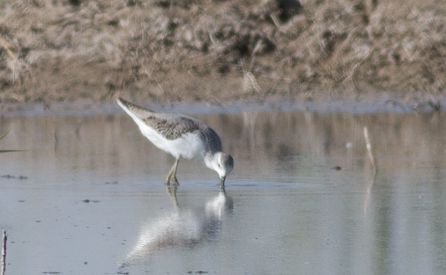 Common Greenshank