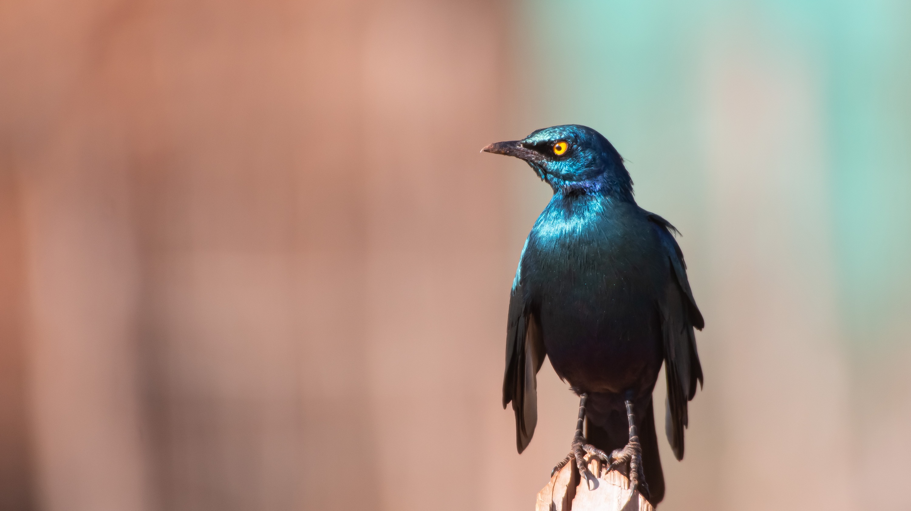 Superb Starling
